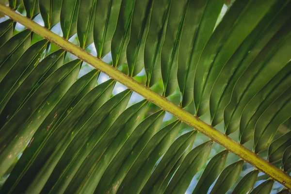 yaprak yeşil arka plan