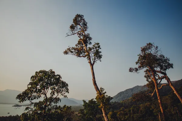 Trees trunks silhouettes — Stock Photo, Image