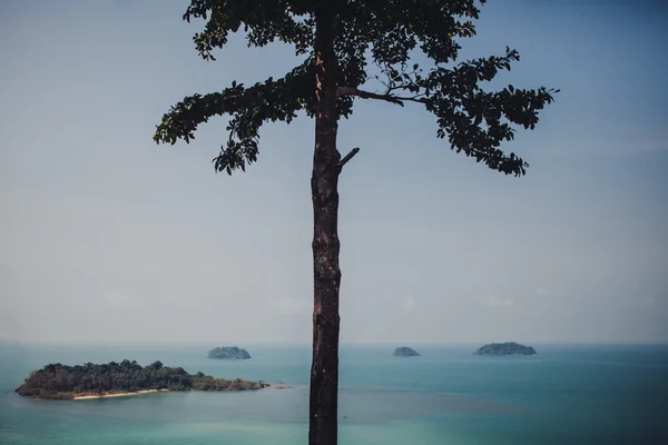 Tree trunk silhouette — Stock Photo, Image