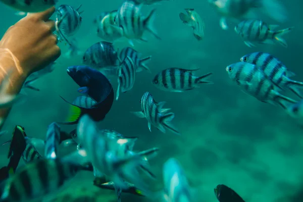 Peixes marinhos tropicais — Fotografia de Stock