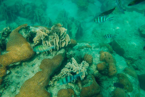 tropikal Deniz balığı