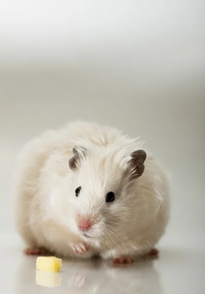 Hamster op een grijze achtergrond — Stockfoto