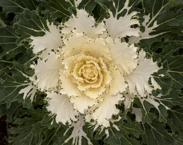 Repolho branco decorativo em flor — Fotografia de Stock