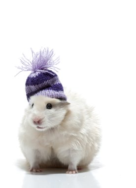 yün şapkalı komik hamster