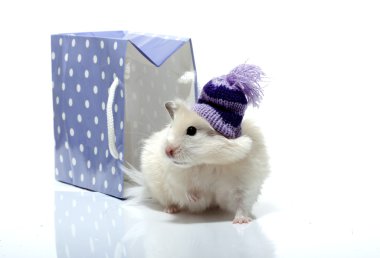 yün şapkalı komik hamster