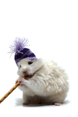 yün şapkalı komik hamster