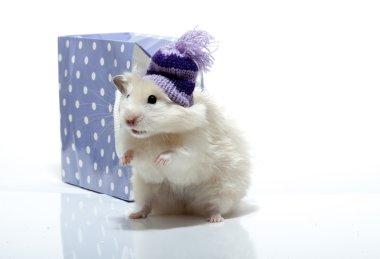 yün şapkalı komik hamster