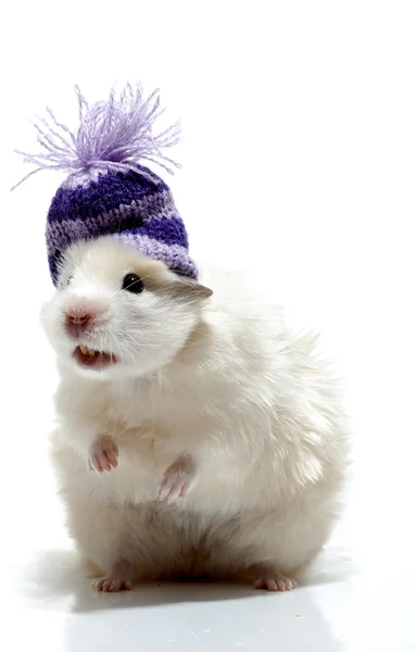 Funny hamster with woollen cap — Stock Photo, Image