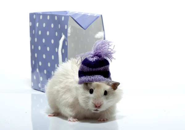 Funny hamster with woollen cap — Stock Photo, Image