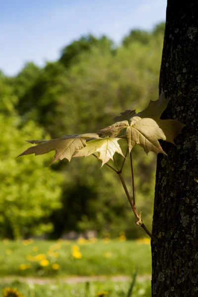 Folhas de bordo na primavera — Fotografia de Stock