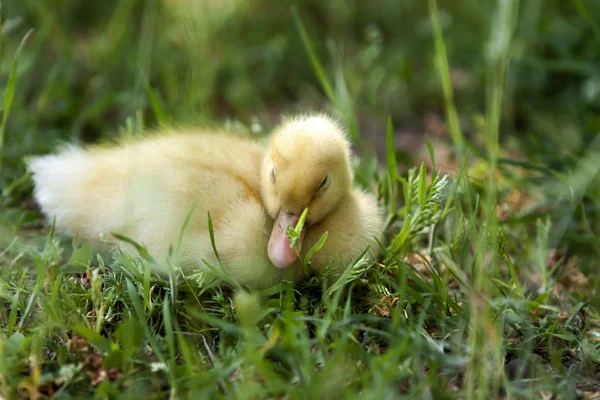 Tatlı küçük ördek uyuyor. — Stok fotoğraf