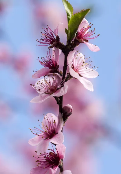 Krásné květy třešní — Stock fotografie