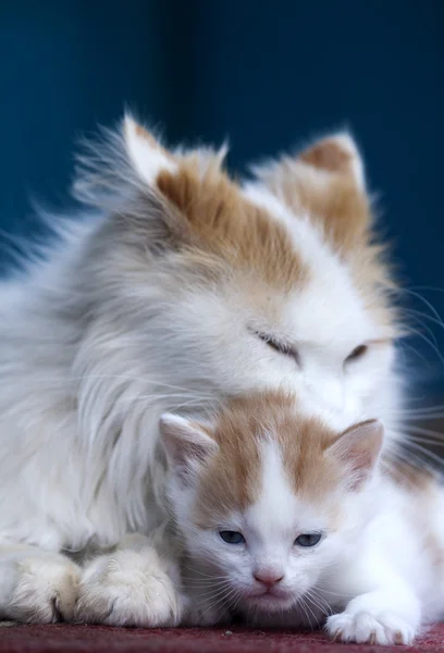 Cat and kitten hug isolated on black background — Stock Photo, Image