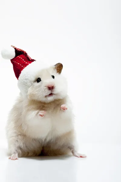 在白色背景上的圣诞红色帽子的小矮人仓鼠 图库图片