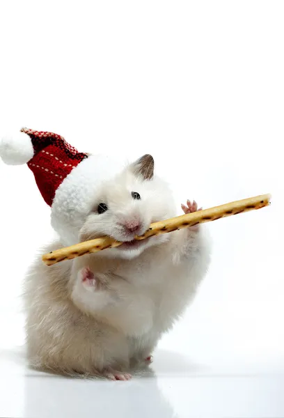 Dwerg hamster met rode kerstmuts op witte achtergrond Stockfoto