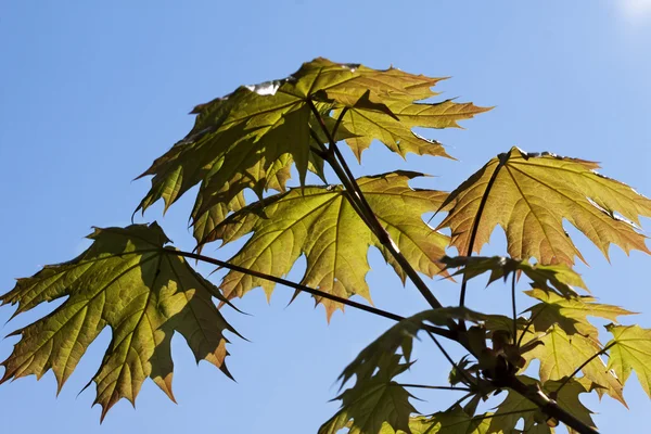 Grüne Ahornblätter im Frühling — Stockfoto