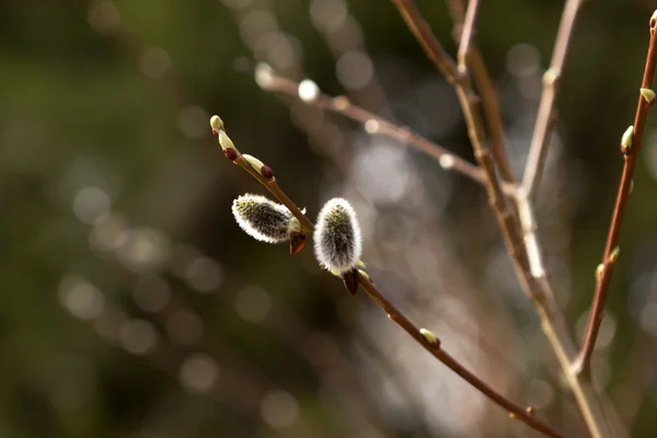 Willow twig — Stock Photo, Image