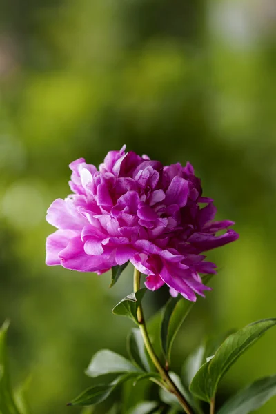 Pivoňka je název pro rostliny v rodu paeonia, jediný rod — Stock fotografie