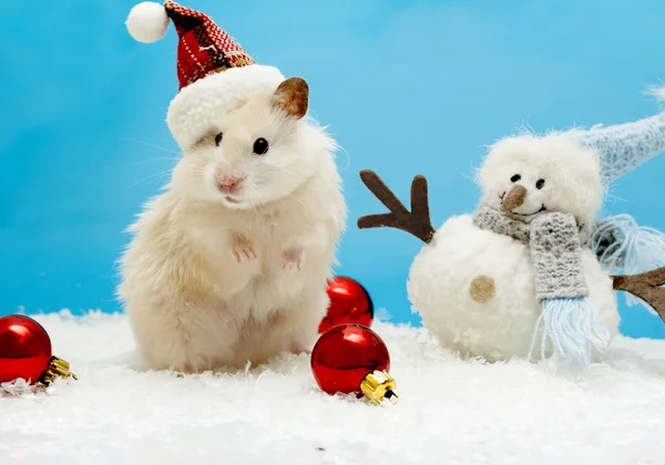 Hamster anão com chapéu vermelho de Natal — Fotografia de Stock