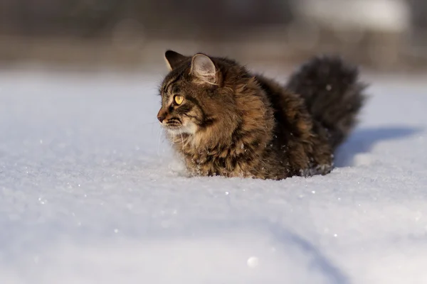 雪の中の猫 — ストック写真
