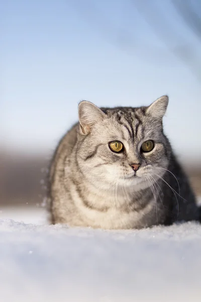 Cat in the snow — Stock Photo, Image