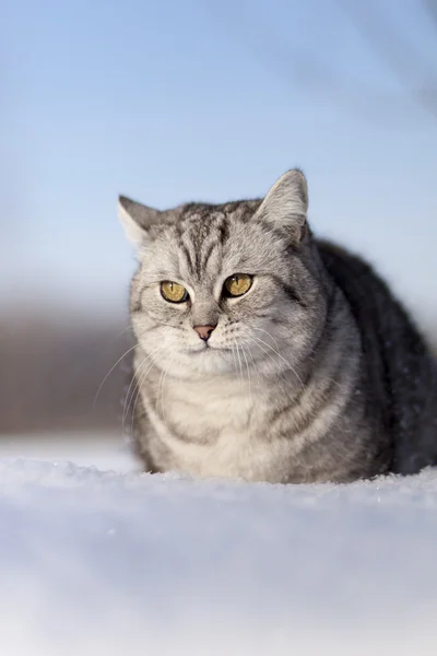 Cat in the snow — Stock Photo, Image