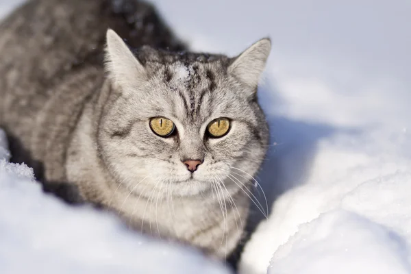 Кошка в снегу — стоковое фото