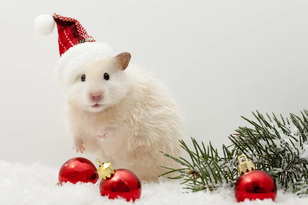 El hámster de Año Nuevo con los globos rojos y el árbol de Navidad Imagen de archivo