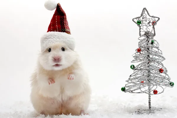 Beyaz zemin üzerine kırmızı Noel şapka ile cüce hamster - Stok İmaj