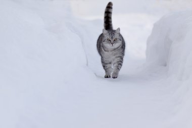 Kardaki kedi.
