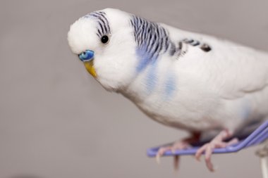 Beyaz papağan