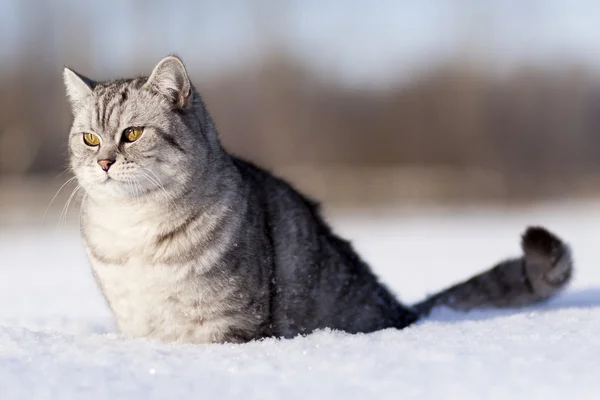 Кошка в снегу — стоковое фото