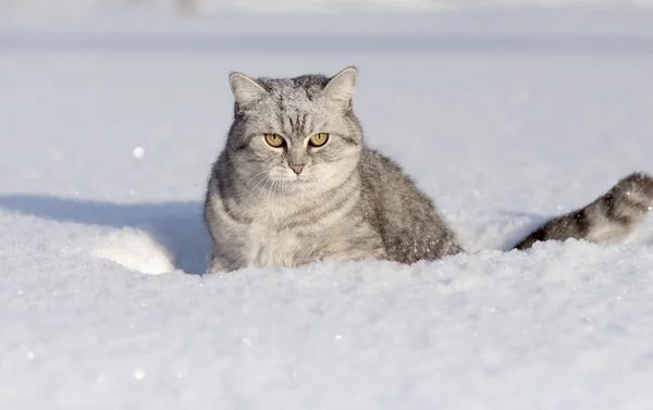Кошка в снегу — стоковое фото