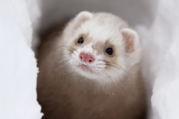 Ferret — Stock Photo, Image