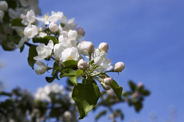 Jabłoń kwitnąca — Zdjęcie stockowe