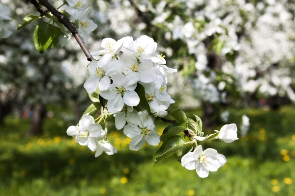 Manzano en flor — Foto de Stock