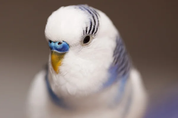 Witte parrot — Stockfoto