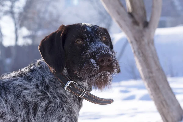 German wire-haired pointer in hte snow — Stock Photo, Image