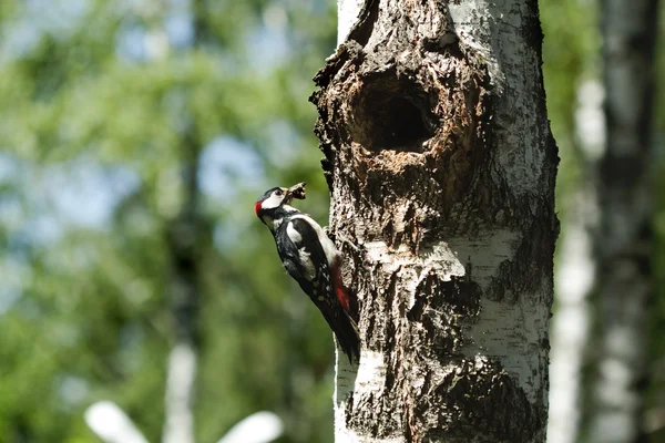 Woodpecker ที่ยอดเยี่ยม — ภาพถ่ายสต็อก