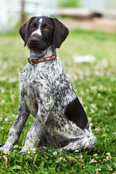 Perro de caza — Foto de Stock