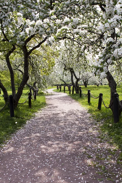 वसंत ऋतूमध्ये सफरचंद झाडांचे पांढरे ब्लोसम विना-रॉयल्टी स्टॉक इमेज
