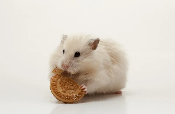 Funny hamster eet op witte geïsoleerde achtergrond — Stockfoto