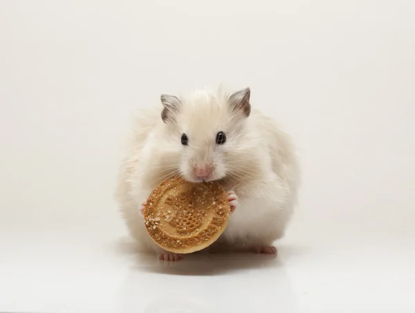 Hamster drôle mange sur fond blanc isolé Image En Vente