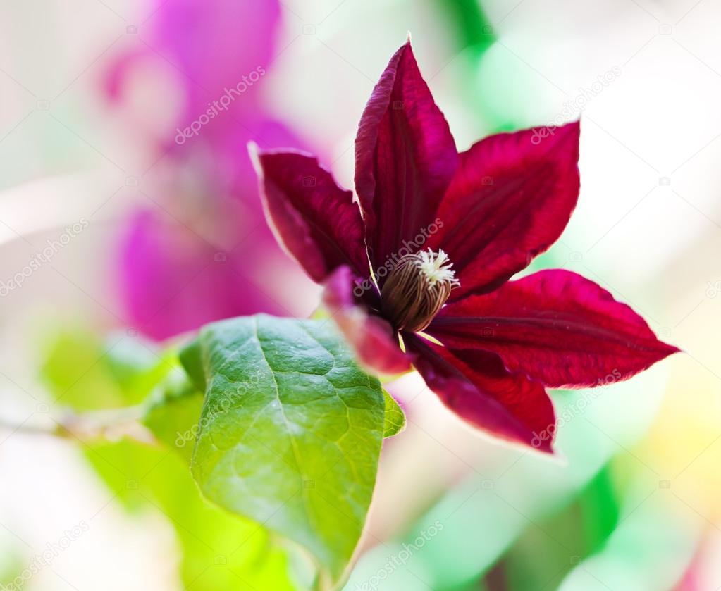 Clematis flower, close up photo — Stock Photo © Maximkostenko 26128737