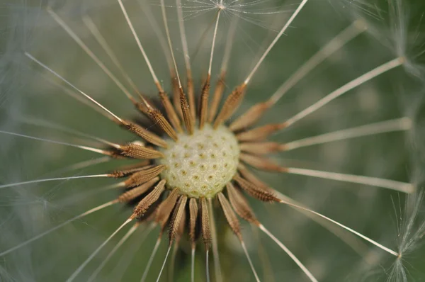 Dandelion seeds — Stock Photo, Image