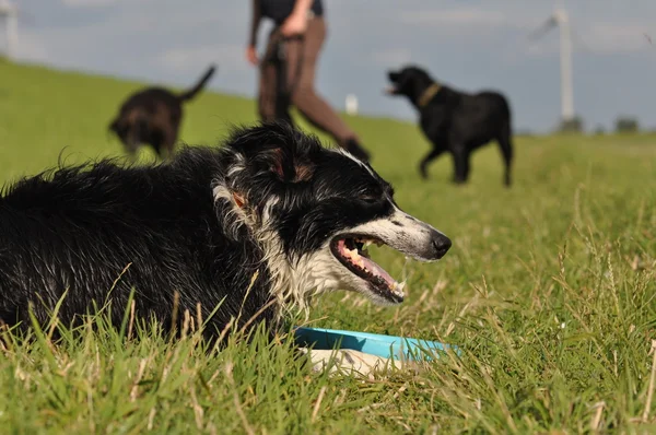 Szkolenia border collie Zdjęcie Stockowe