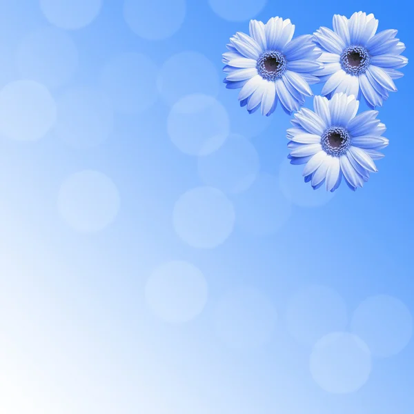 Blue flowers on a blue background — Stock Photo, Image