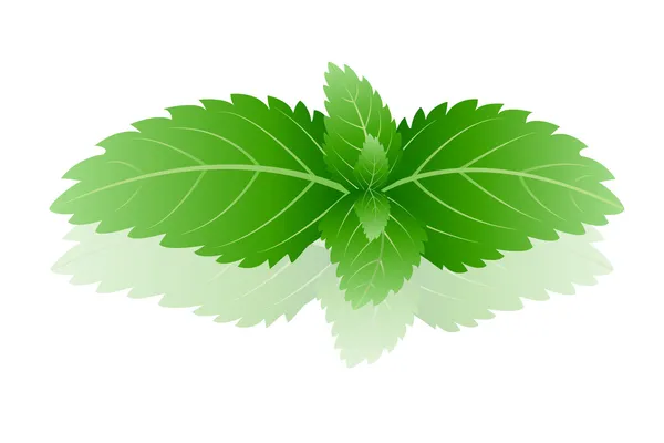 Peppermint — Stock Vector