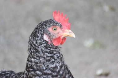 Hayvanlarla dolu güzel bir doğa parkı.