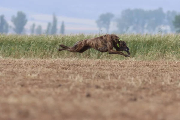 스페인 그레이하운드 사냥개 속도는 열정을 전달한다 — 스톡 사진